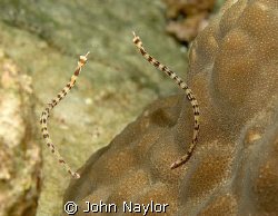 red sea pipefish. by John Naylor 